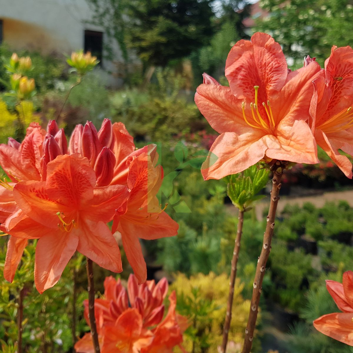 Azalea mollis `Spek's Orange` (Azalia omszona)