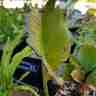 Bergenia cordifolia `Dawid` (Bergenia sercowata)