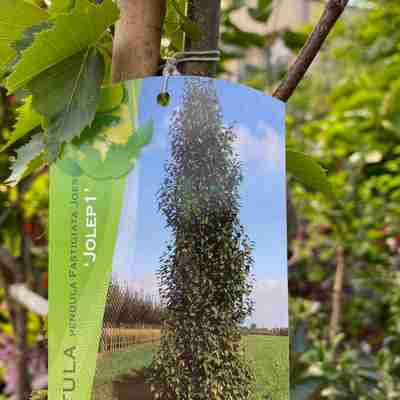 Betula pendula `Fastigiata Joes` (Brzoza brodawkowata) | Kaczergis
