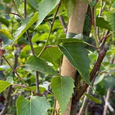 Betula pendula `Fastigiata Joes` (Brzoza brodawkowata) | Kaczergis