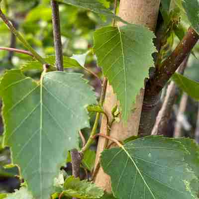 Betula pendula `Fastigiata Joes` (Brzoza brodawkowata) | Kaczergis