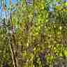 Betula pendula `Youngii` (Brzoza brodawkowata)