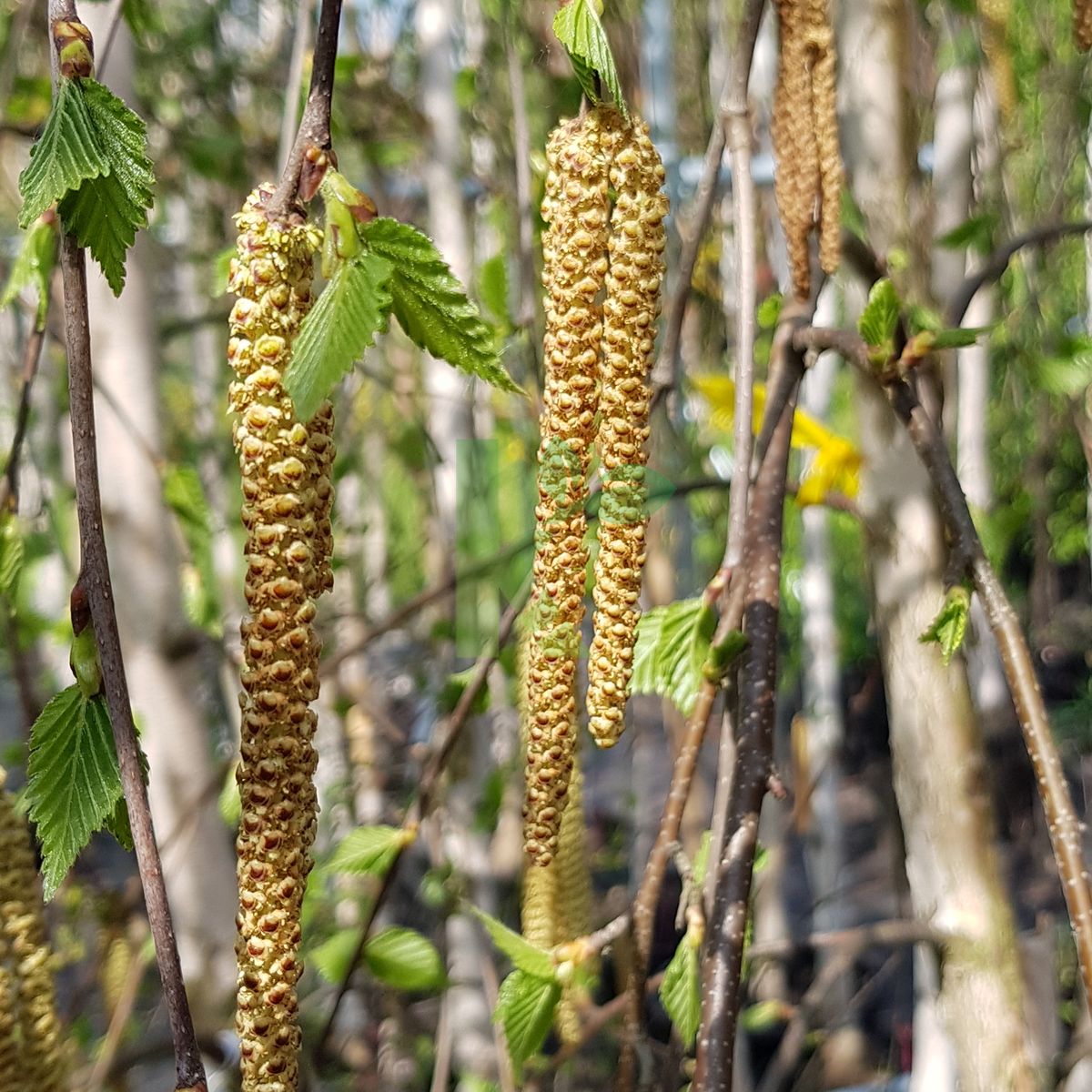 betula