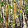 Betula utilis `Long Trunk` (Brzoza pożyteczna)