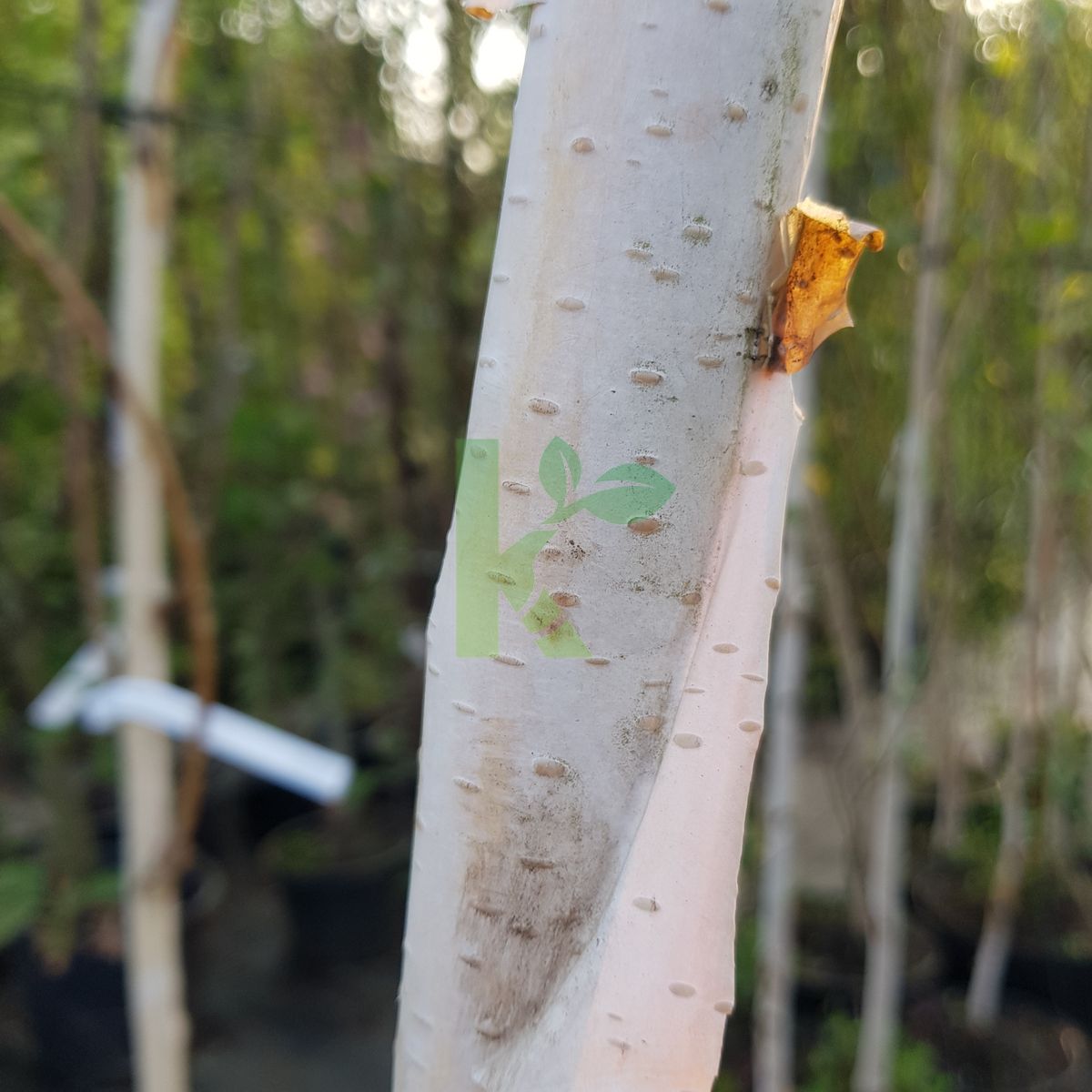 Betula utilis jacquemontii (Brzoza pożyteczna)