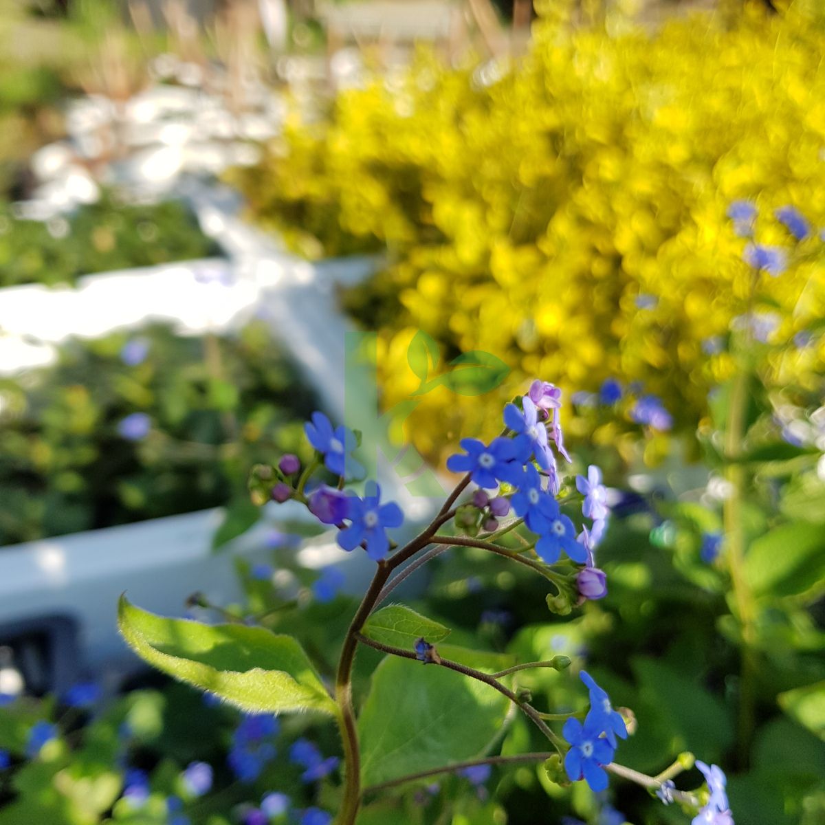 Brunnera macrophylla (Brunnera wielkolistna)