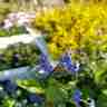 Brunnera macrophylla (Brunnera wielkolistna)