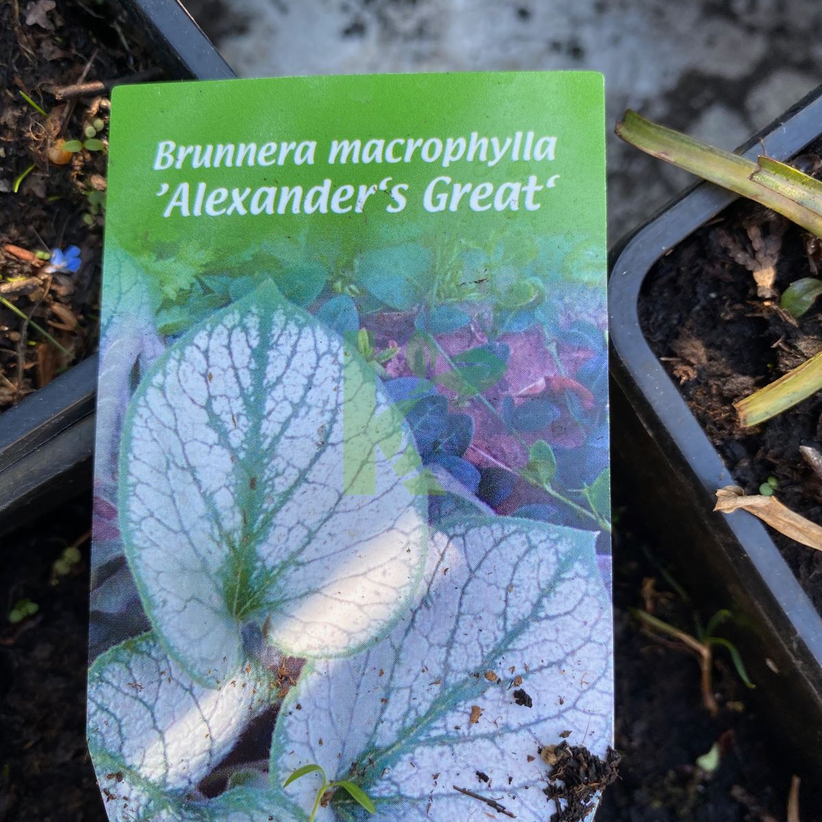 Brunnera macrophylla `Alexander's Great` (Brunnera wielkolistna)