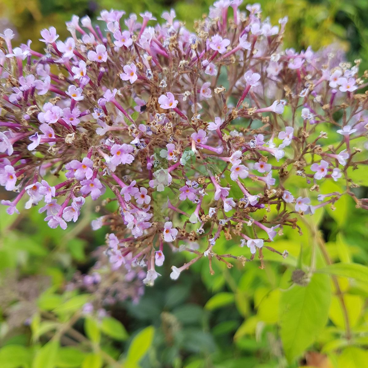 Buddleja davidii `Gulliver` (Budleja Dawida)