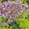 Buddleja davidii `Gulliver` (Budleja Dawida)