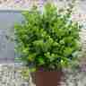 Buxus microphylla `Faulkner` (Bukszpan drobnolistny)