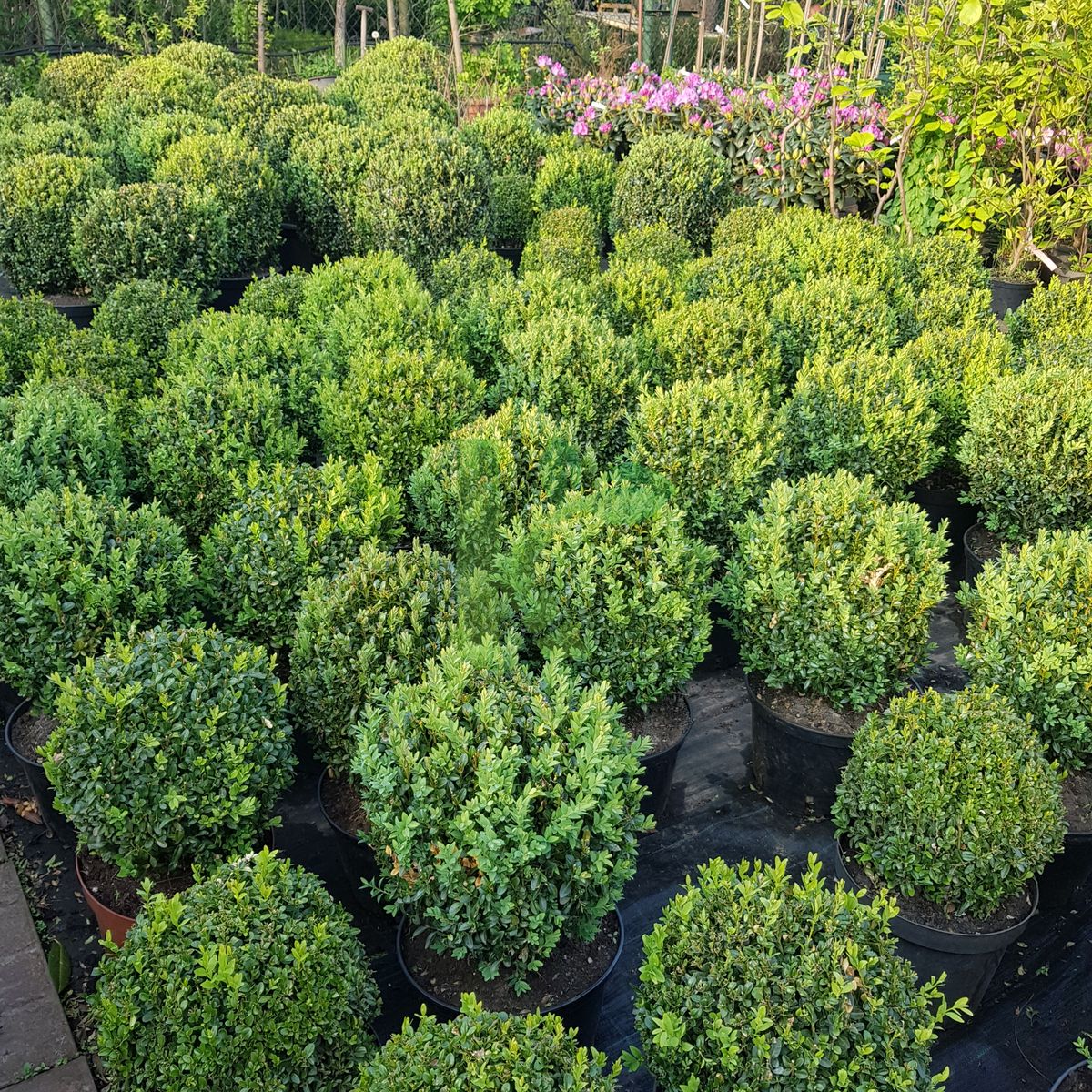 Buxus sempervirens (Bukszpan wieczniezielony)