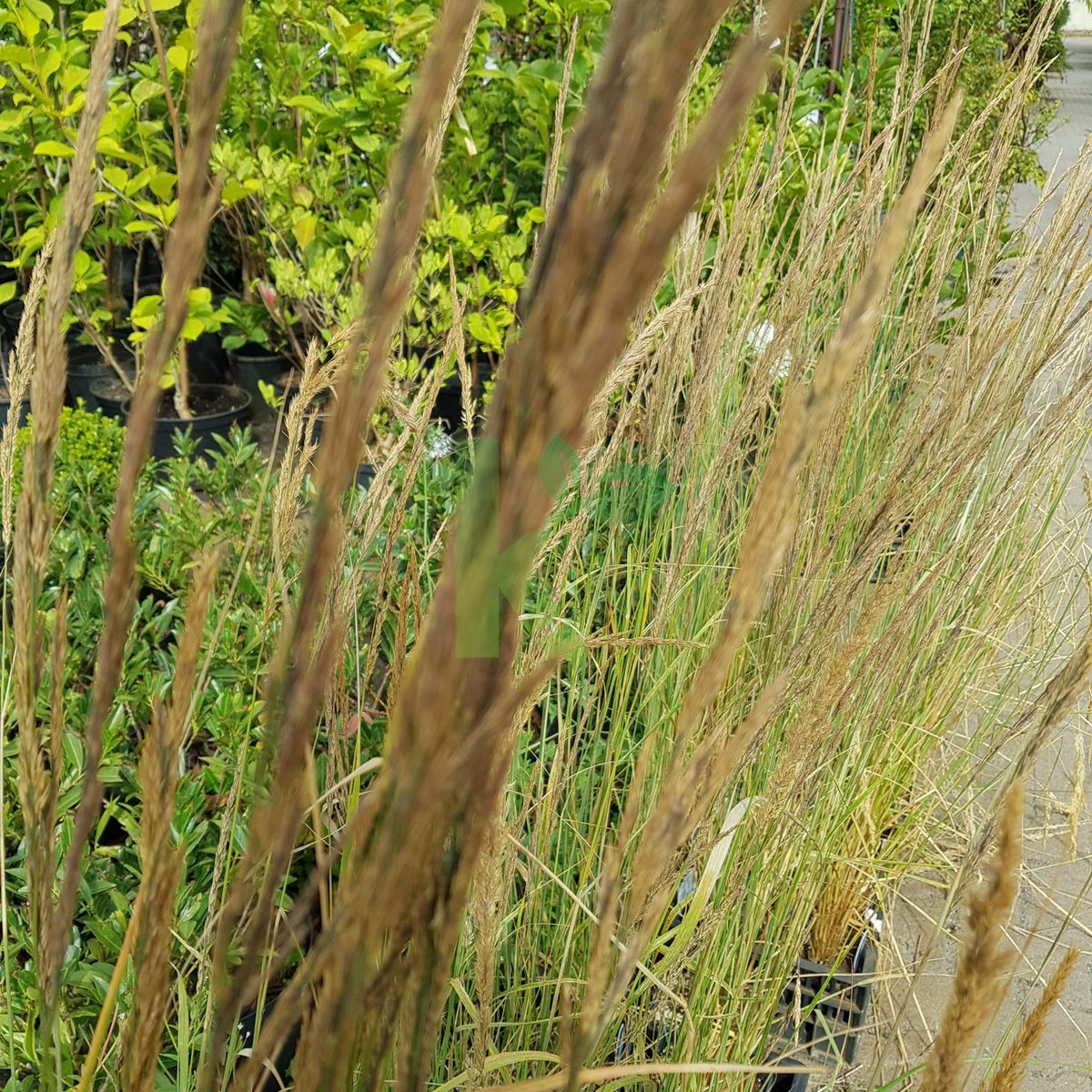 Calamagrostis x acutiflora `England` (Trzcinnik ostrokwiatowy)