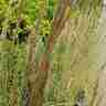 Calamagrostis x acutiflora `England` (Trzcinnik ostrokwiatowy)