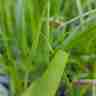 Calamagrostis x acutiflora `Karl Foerster` (Trzcinnik ostrokwiatowy)