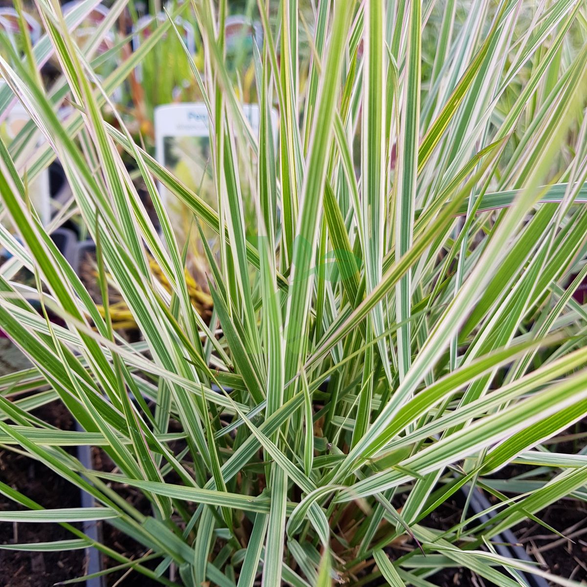 Calamagrostis x acutiflora `Overdam` (Trzcinnik ostrokwiatowy)