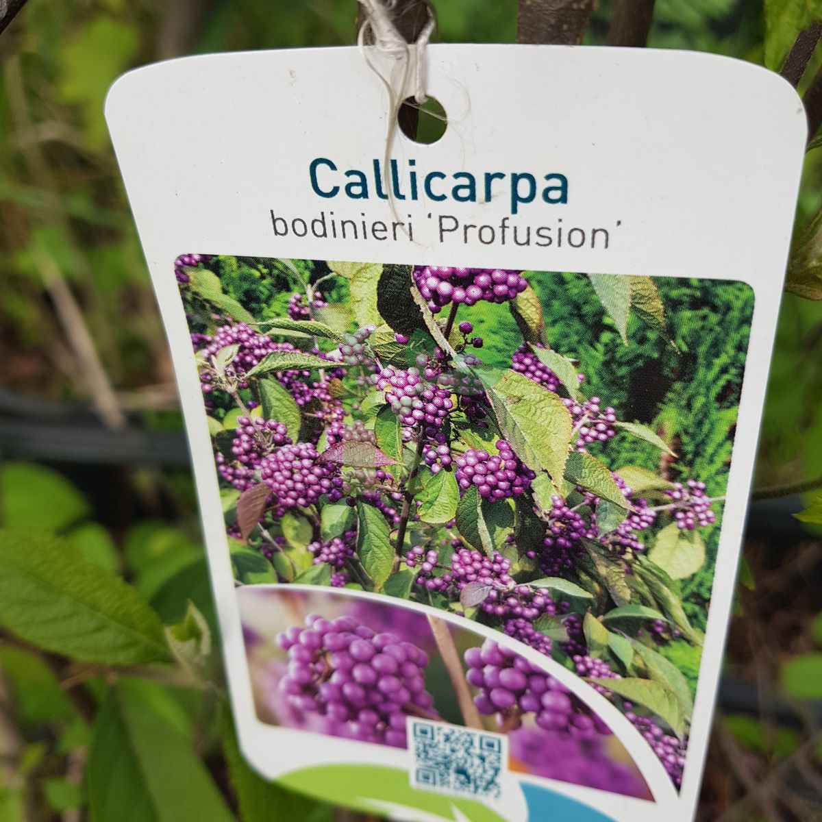 Callicarpa bodinieri `Profusion` (Pięknotka Bodiniera)