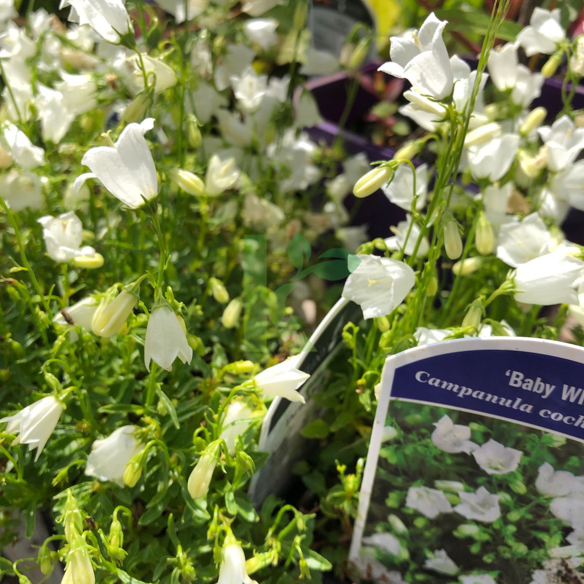 Campanula cochleariifolia `Baby White` (Dzwonek drobny)