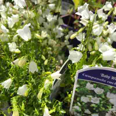 Campanula cochleariifolia `Baby White` (Dzwonek drobny)