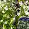 Campanula cochleariifolia `Baby White` (Dzwonek drobny)