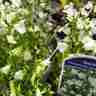 Campanula cochleariifolia `Baby White` (Dzwonek drobny)