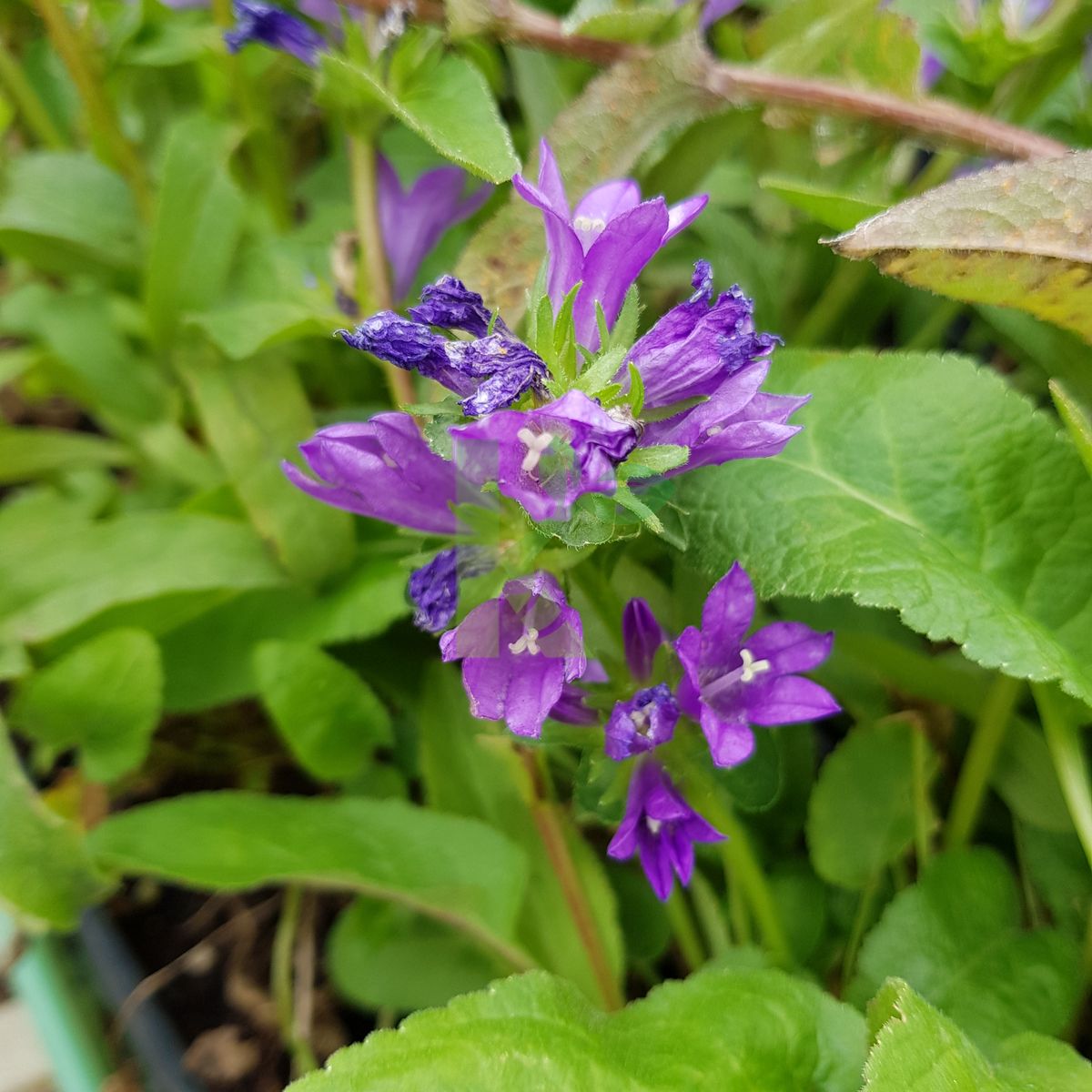 Campanula glomerata `Acaulis` (Dzwonek skupiony)