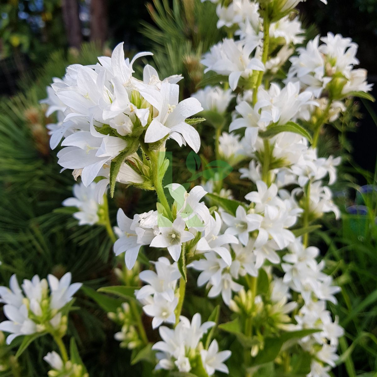 Campanula glomerata `Alba` (Dzwonek skupiony)