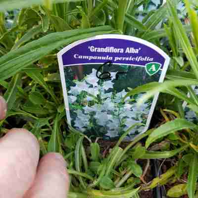 Campanula persicifolia `Grandiflora Alba` (Dzwonek brzoskwiniolistny)
