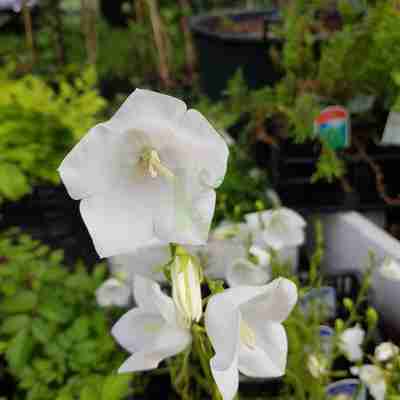 Campanula persicifolia `Takion White` (Dzwonek brzoskwiniolistny)