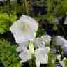 Campanula persicifolia `Takion White` (Dzwonek brzoskwiniolistny)