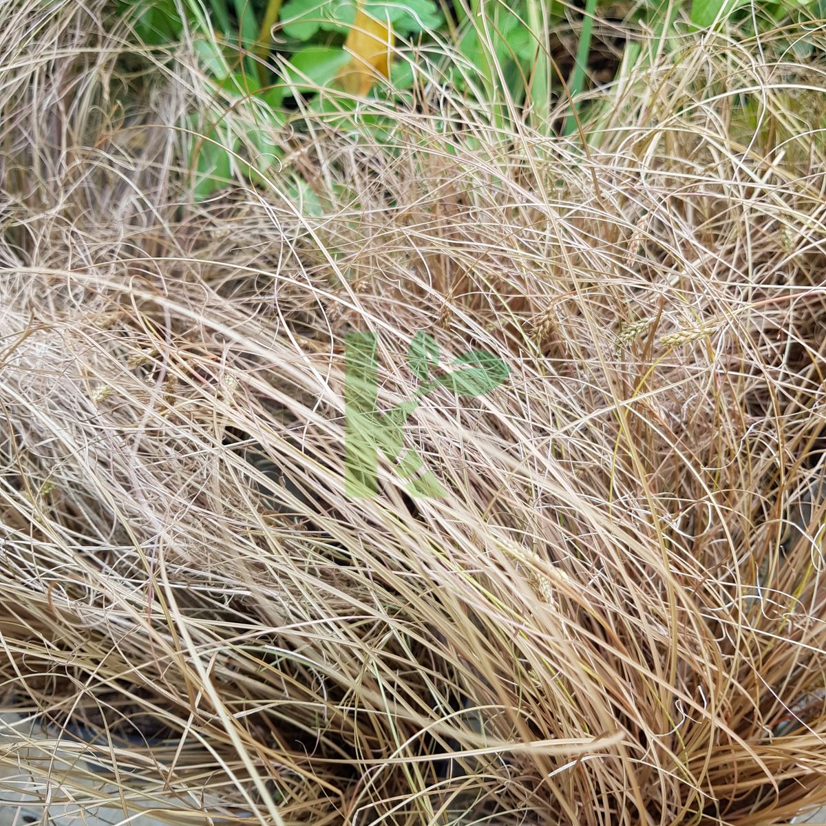 Carex comans `Bronze Form` (Turzyca włosowa)