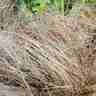 Carex comans `Bronze Form` (Turzyca włosowa)
