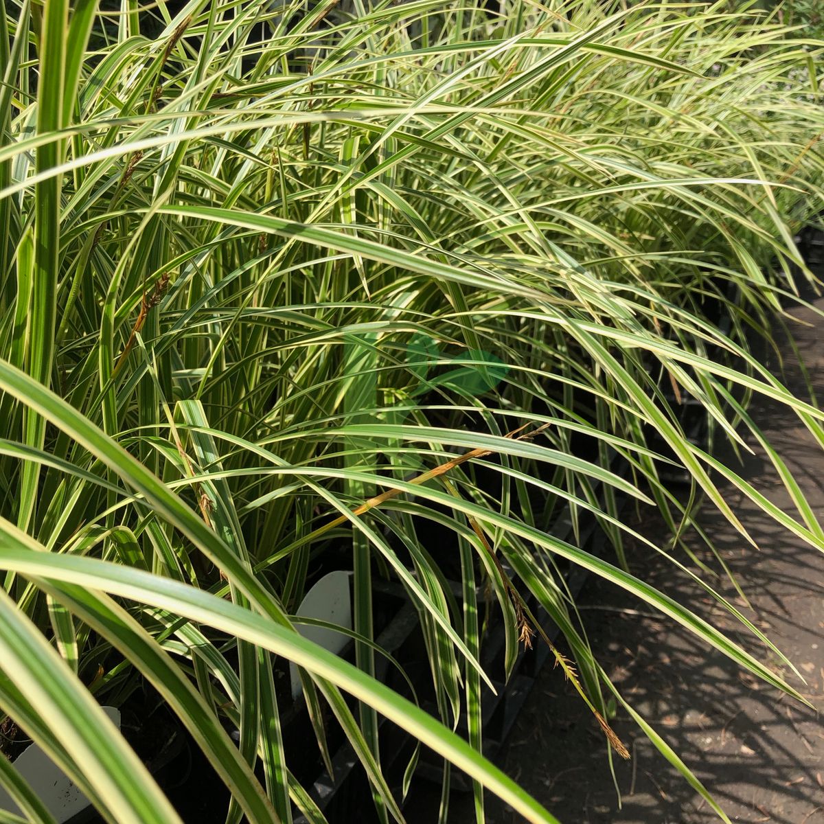 Carex morrowii `Vanilla Ice` (Turzyca Morrowa)