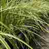 Carex morrowii `Vanilla Ice` (Turzyca Morrowa)