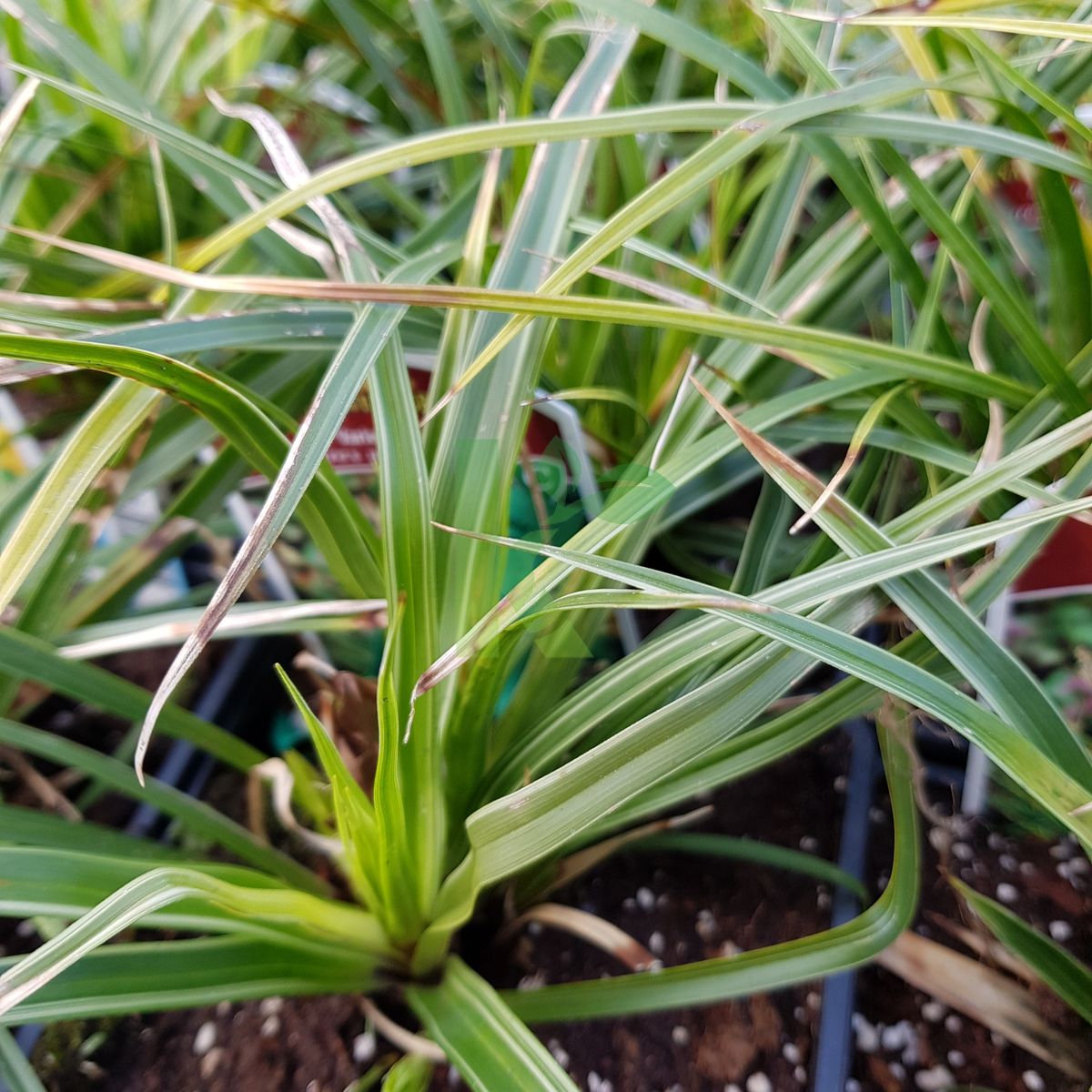 Carex morrowii `Variegata` (Turzyca Morrowa)