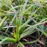 Carex morrowii `Variegata` (Turzyca Morrowa)