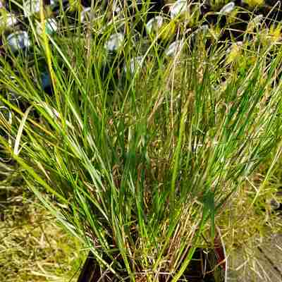 Carex remota (Turzyca rzadkokłosa)