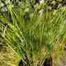 Carex remota (Turzyca rzadkokłosa)