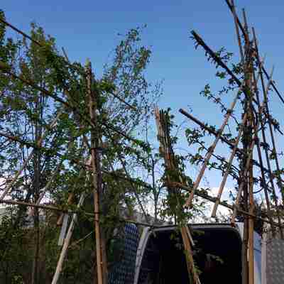 Carpinus betulus (Grab pospolity)