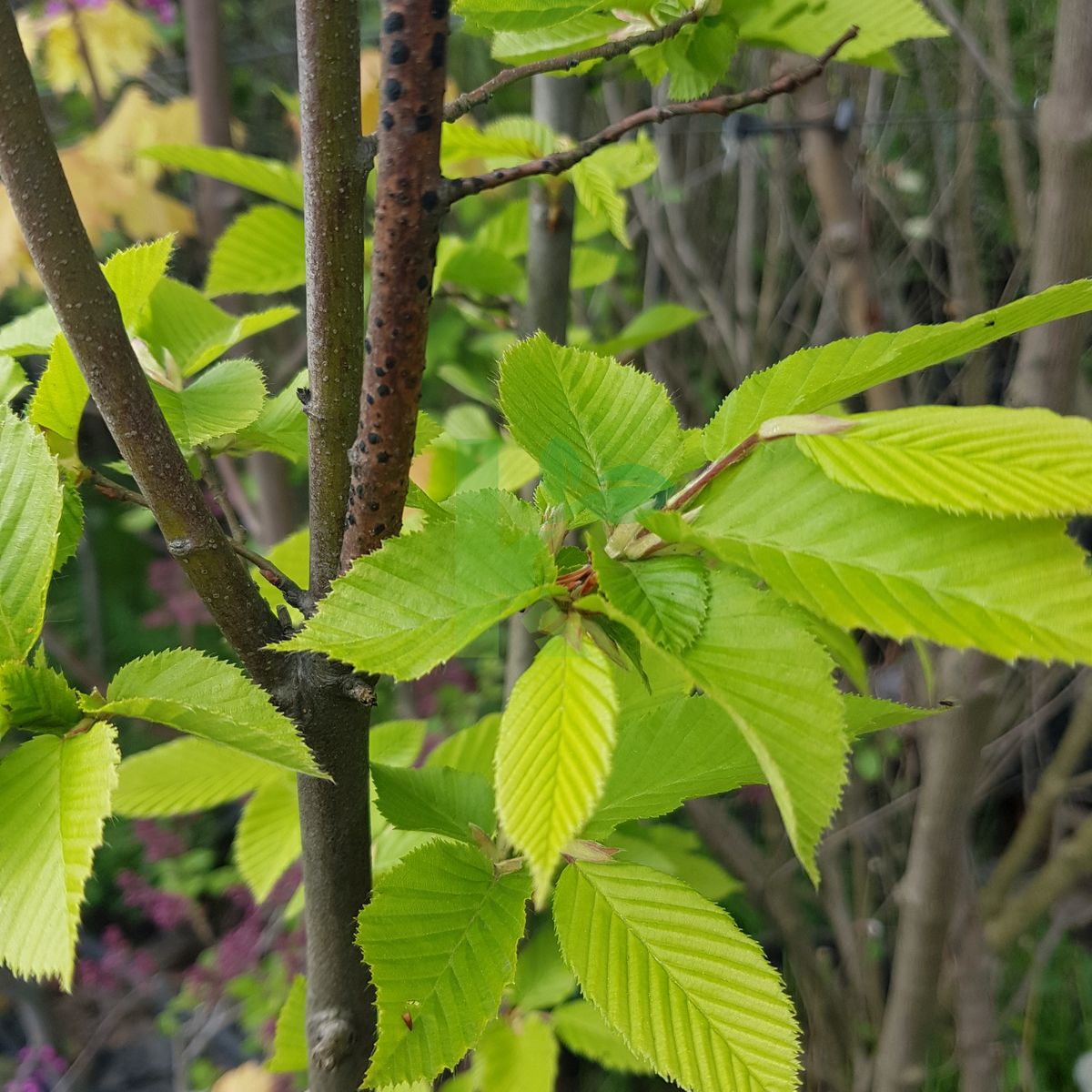 Carpinus betulus `Fastigiata` (Grab pospolity)