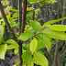 Carpinus betulus `Fastigiata` (Grab pospolity)