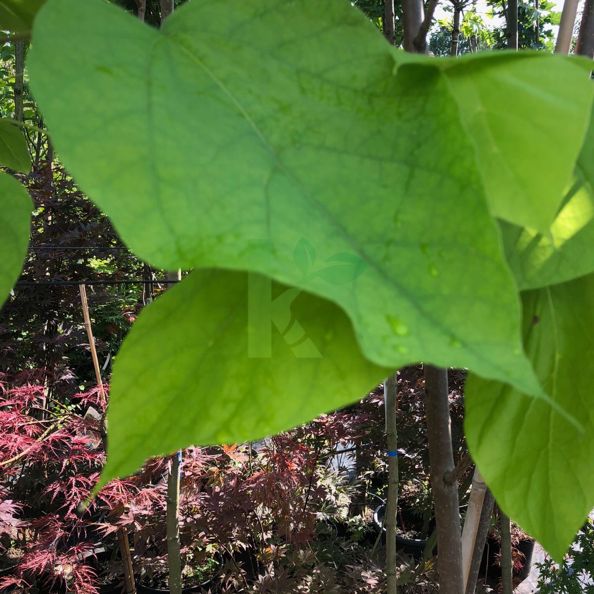 Catalpa bignonioides `Aurea` (Surmia bignoniowa)