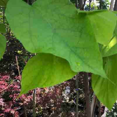 Catalpa bignonioides `Aurea` (Surmia bignoniowa)