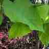 Catalpa bignonioides `Aurea` (Surmia bignoniowa)