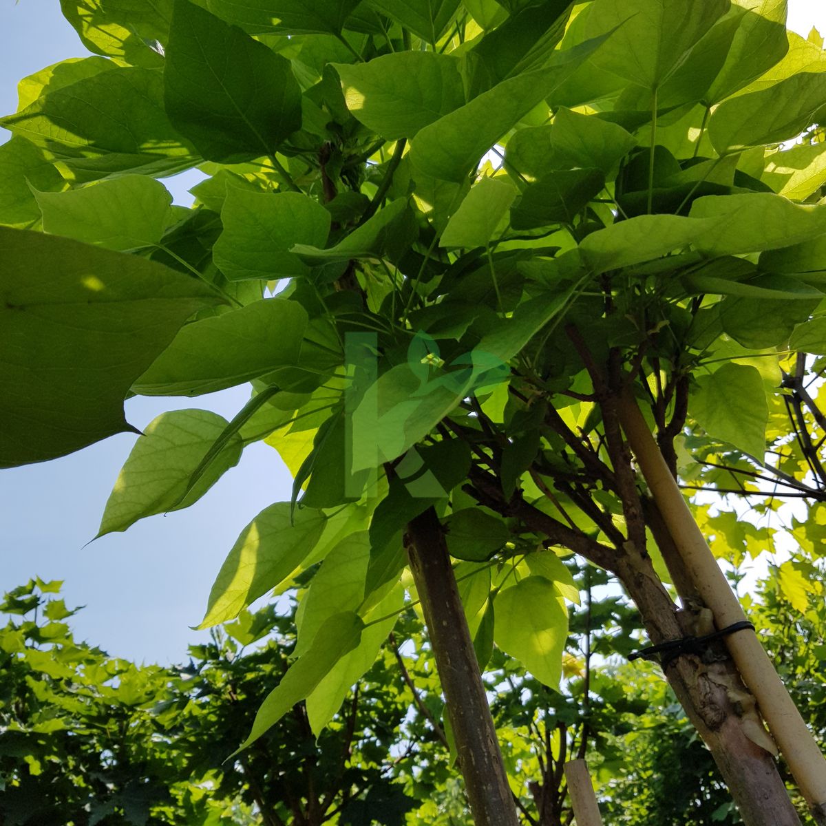 Catalpa bignonioides `Nana` (Surmia bignoniowa)