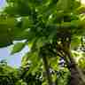 Catalpa bignonioides `Nana` (Surmia bignoniowa)