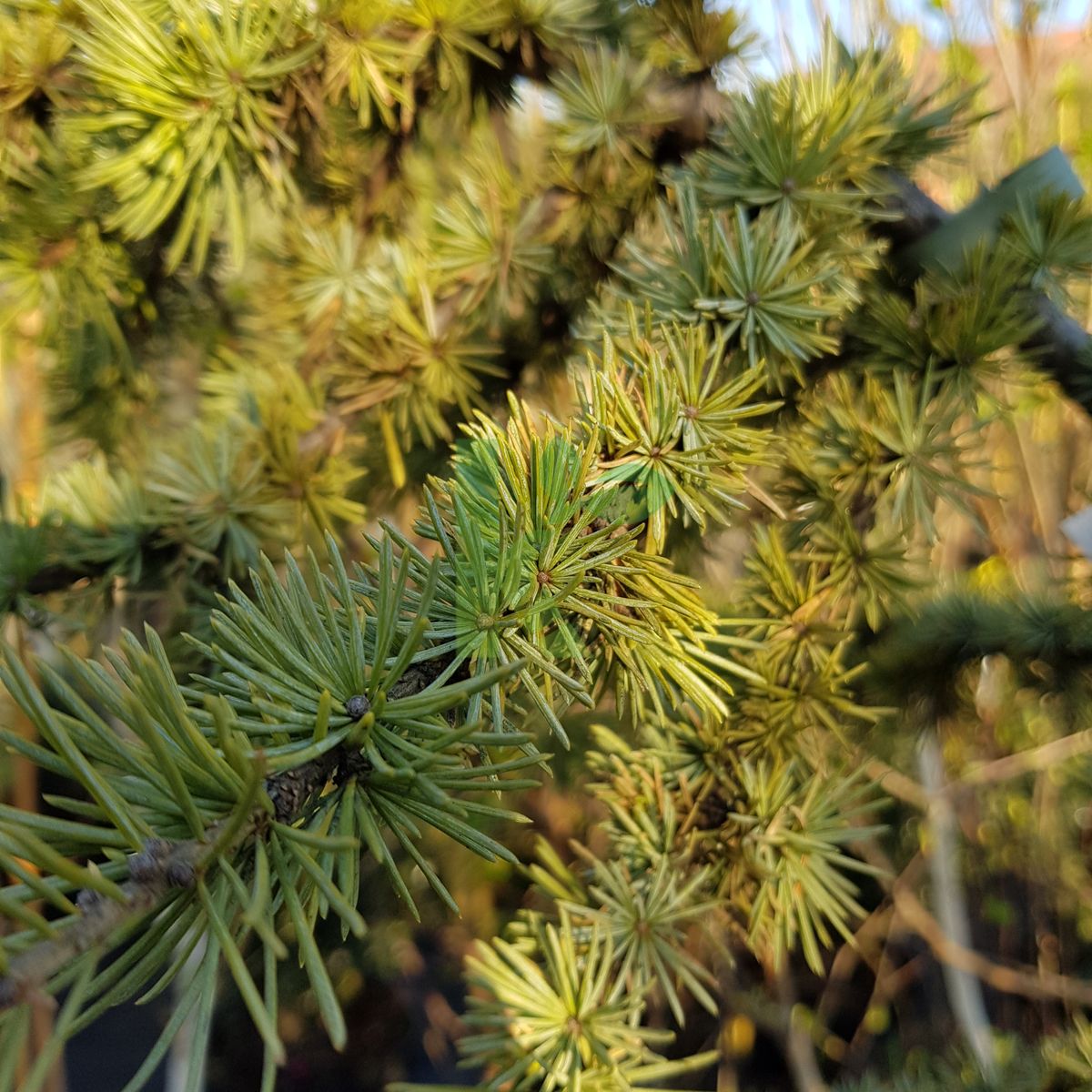 Cedrus atlantica `Aurea` (Cedr atlaski)