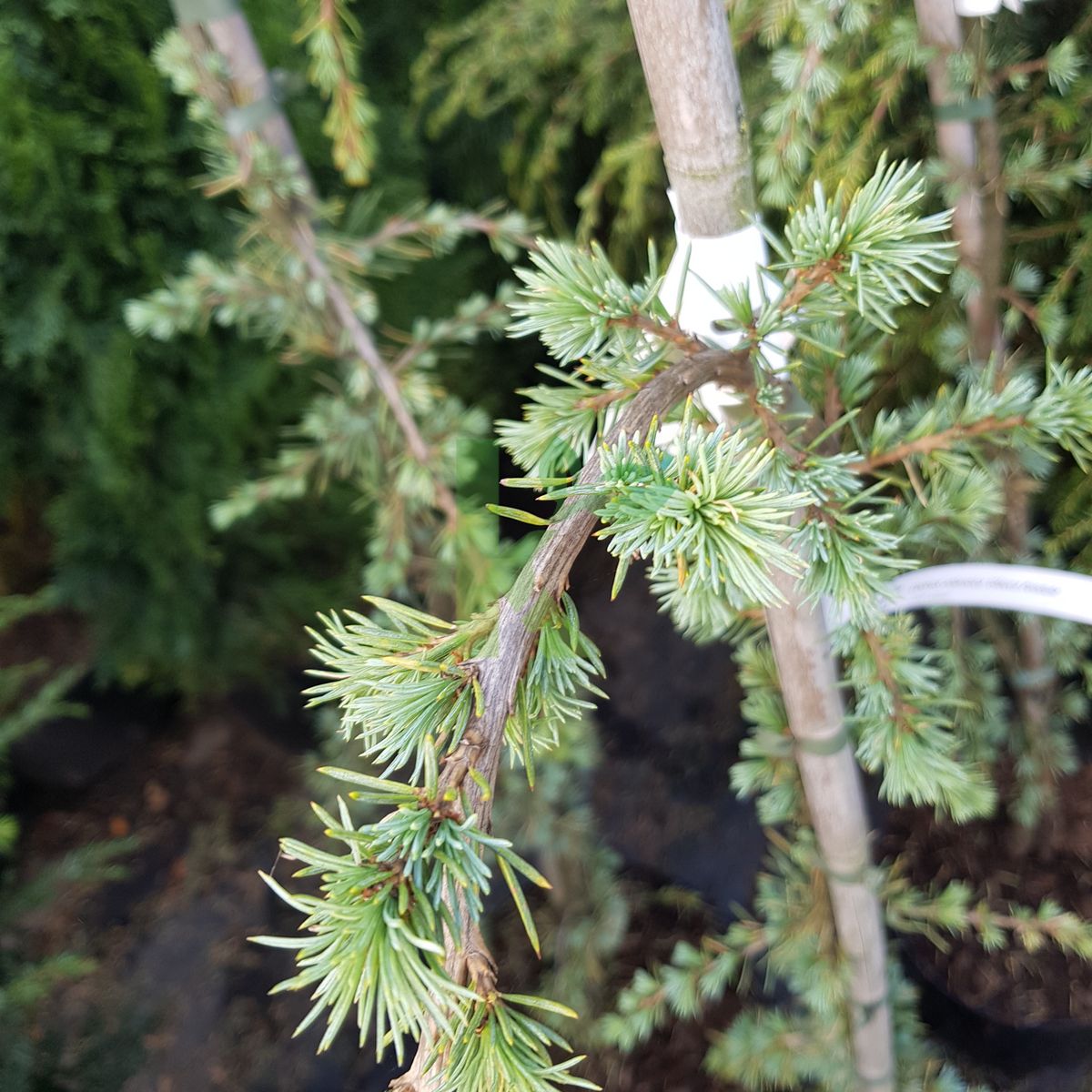 Cedrus atlantica `Glauca Pendula` (Cedr atlaski)