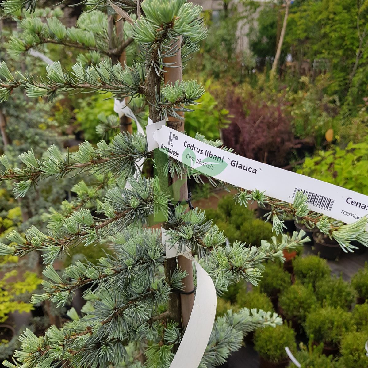 Cedrus libani `Glauca` (Cedr libański)