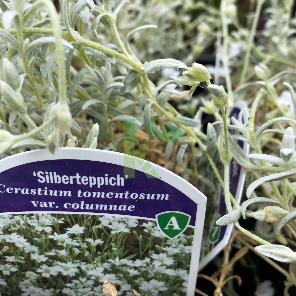 Cerastium tomentosum var. columnae `Silberteppich` (Rogownica kutnerowata)